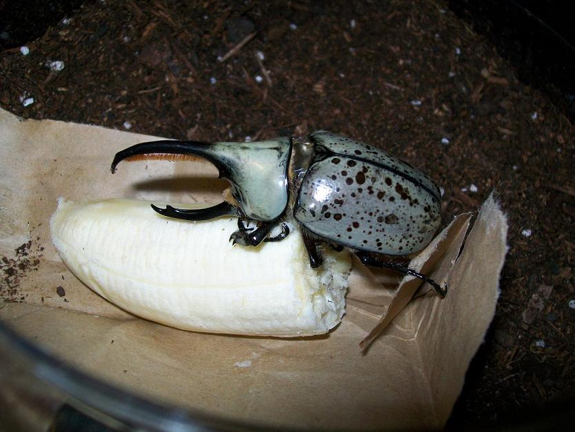 male granti