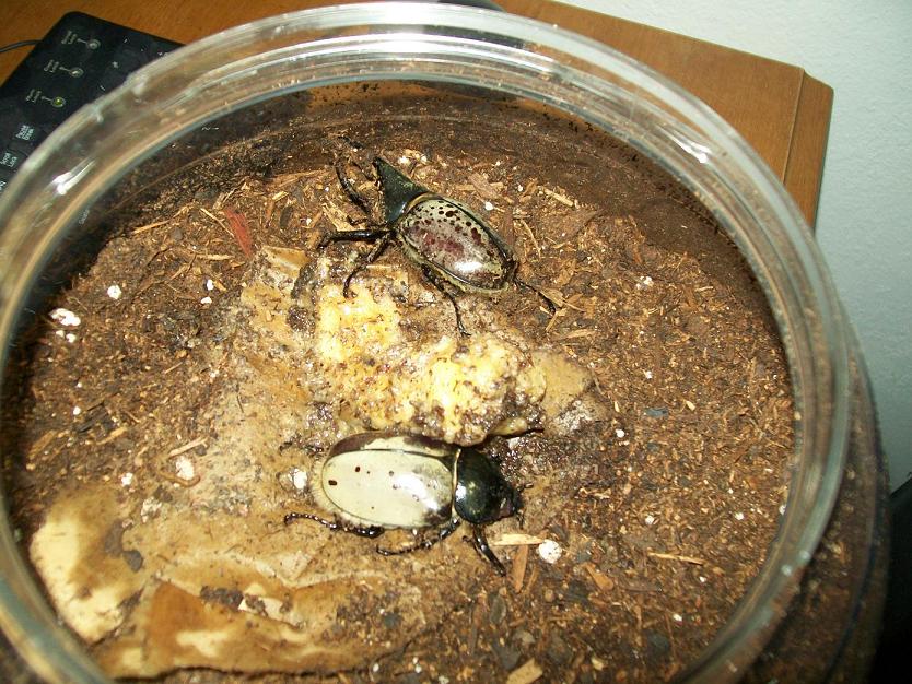 male and female granti
