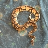my new '04 male Pastel
