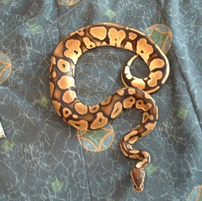 my new '04 male Pastel