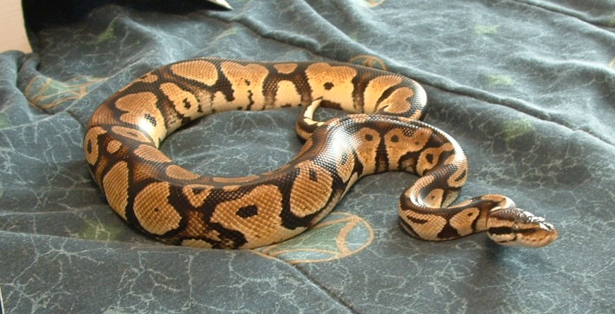 My new '04 male pastel2