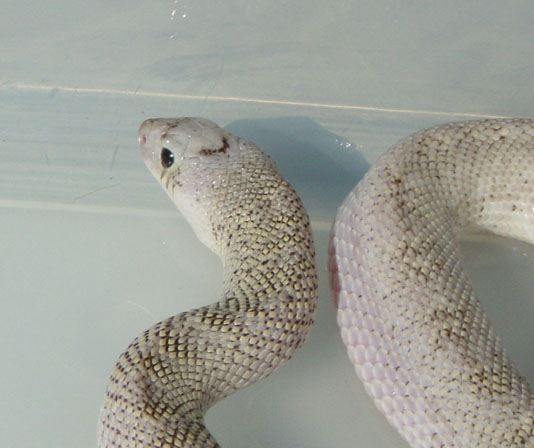 Ghost Female Bull