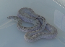 Ghost Female Bull