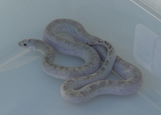 Ghost Female Bull