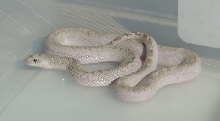 Ghost Female Bull