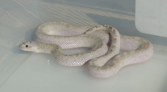 Ghost Female Bull