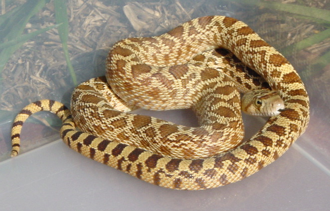 Triple Het Sonoran