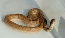 Speckeled Male Bull