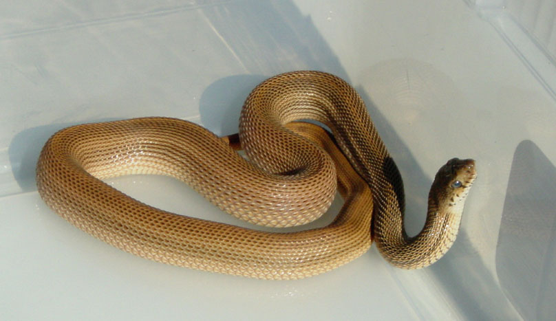 Speckeled Male Bull