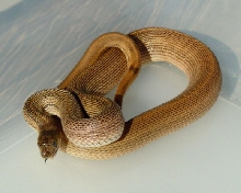 Speckeled Male Bull