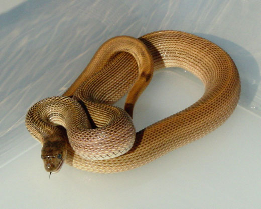 Speckeled Male Bull