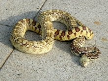 TripleHetSonoran