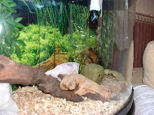 Barney's tank 3
