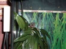 Barney checking out his new thermostat