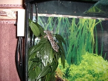 Barney again
