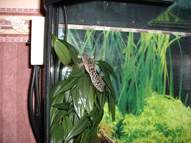 Barney again