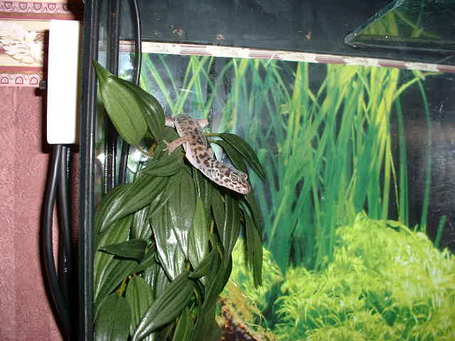 Barney looking about