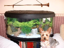 Gypsy by Barney's tank