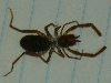 Unknown Spider