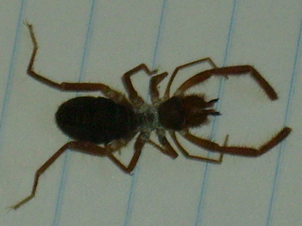 Unknown Spider