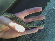 large alligator lizard