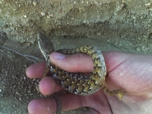 Another large Alligator Lizard
