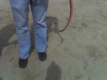 Western Coachwhip