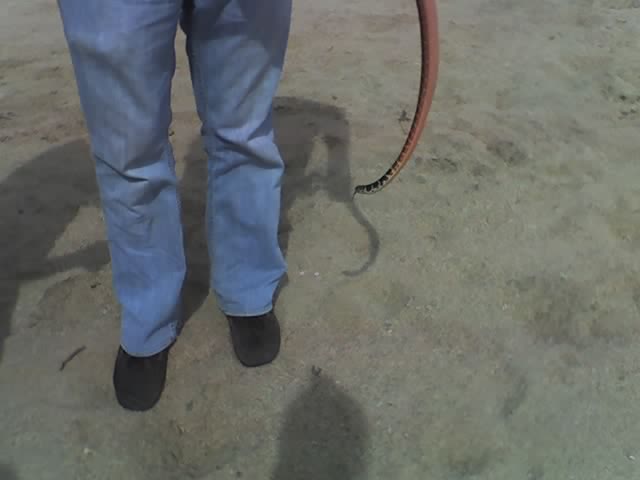 Western Coachwhip