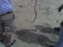 Western Coachwhip 2