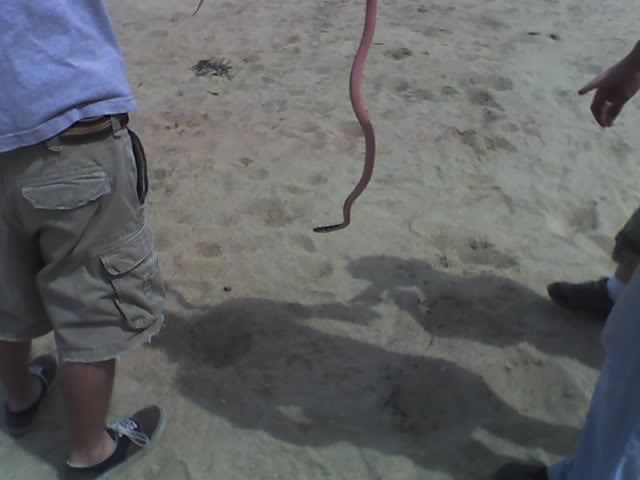Western Coachwhip 2