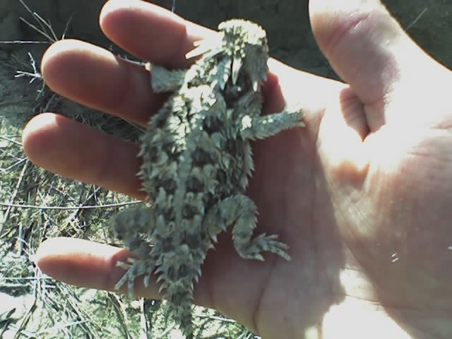 Desert Horned Lizard