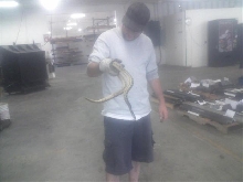 Filesnake