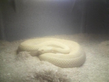 albino wester diamond back