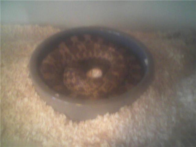 Gobbles the bullsnake