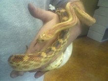 vertebralis