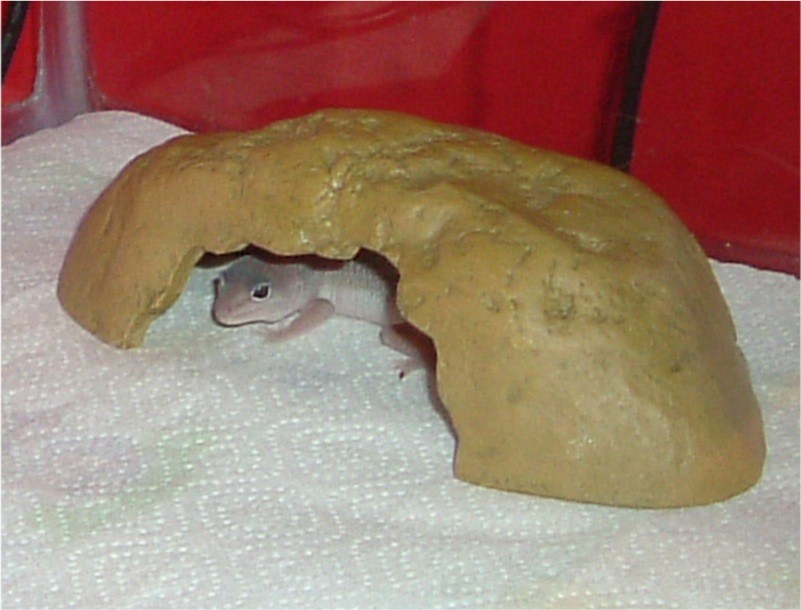 In Cave