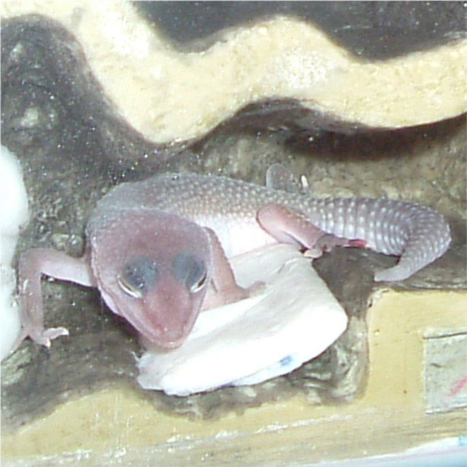 Toe
