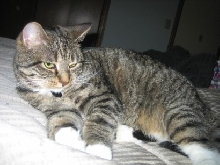 My kitty Adi