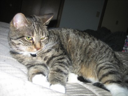 My kitty Adi