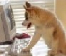 sig dog computer