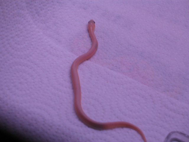 06 Leucistic Eastern Garter