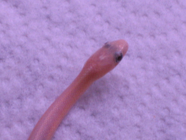 06 Leucistic Eastern Garter