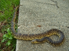 Female Louisiana Pine