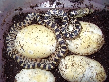 3rd Hatch 9/19/07 1.0 Texas RKansas ed Bull X  0.1 Yellow Bull