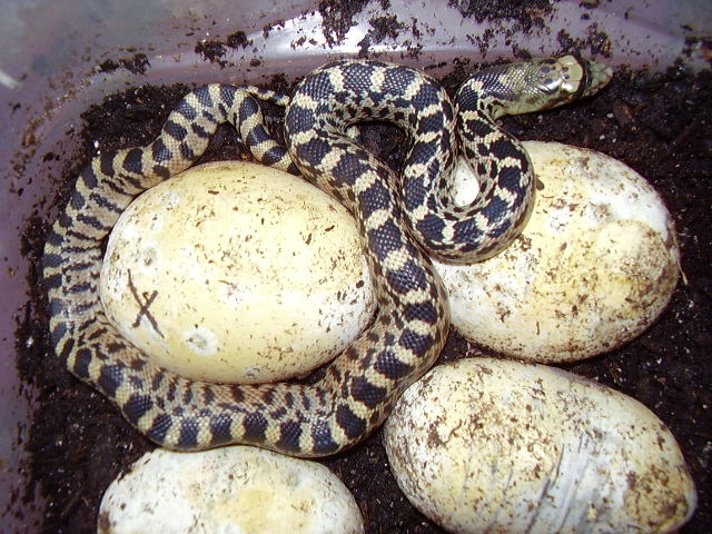 3rd Hatch 9/19/07 1.0 Texas RKansas ed Bull X  0.1 Yellow Bull