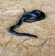 Black Eastern Kingsnake (L. getula nigra) 3