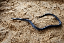 Black Eastern Kingsnake (L. getula nigra) 4