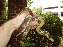 1.0 Costal Cal Kingsnake - Aberrant Pattern