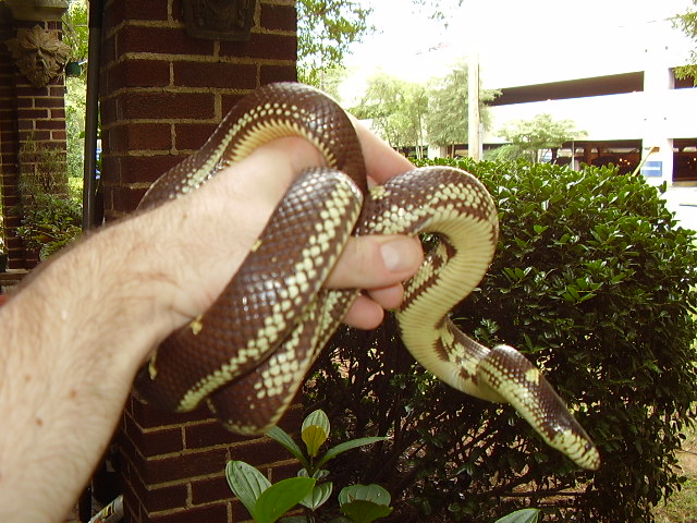 1.0 Costal Cal Kingsnake - Aberrant Pattern