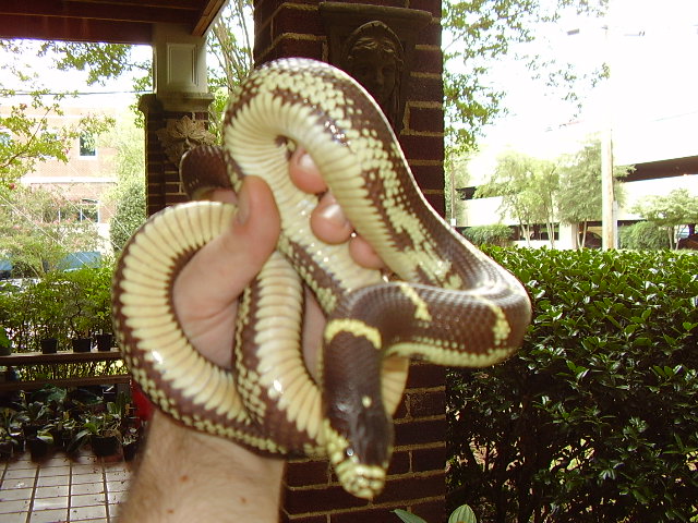 1.0 Costal Cal Kingsnake - Aberrant Pattern